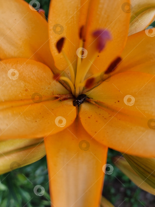 Скачать жук в центре оранжевого цветка лилии фотосток Ozero