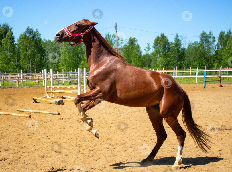 Скачать Красный конь на фоне неба и леса фотосток Ozero
