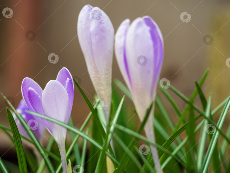 Скачать Крупный план группы цветущих разноцветных крокусов (Crocus vernus) фотосток Ozero