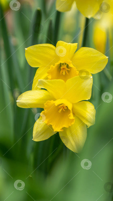 Скачать Два желтых цветка нарцисса распускаются в весеннем саду на зеленом размытом фоне листьев, выборочный фокус. Картинка для поздравления с Днем Святого Валентина фотосток Ozero