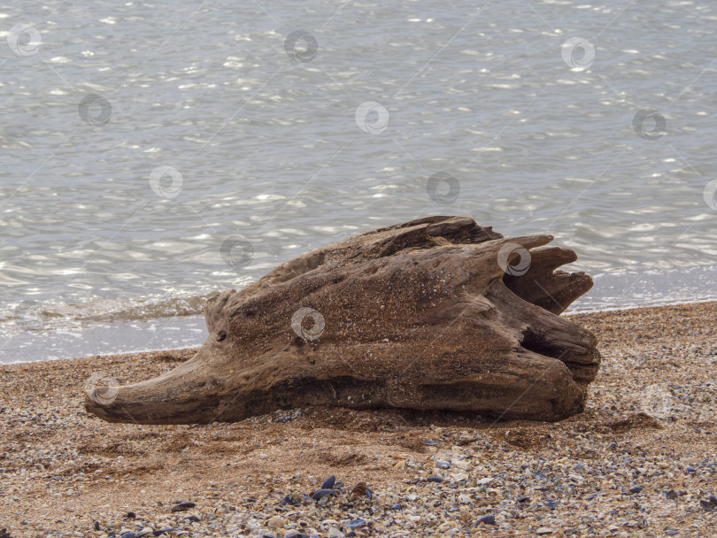 Скачать Старое сухое трухлявое бревно, очертания которого напоминают рыбью голову, на песчаном морском пляже у кромки воды фотосток Ozero