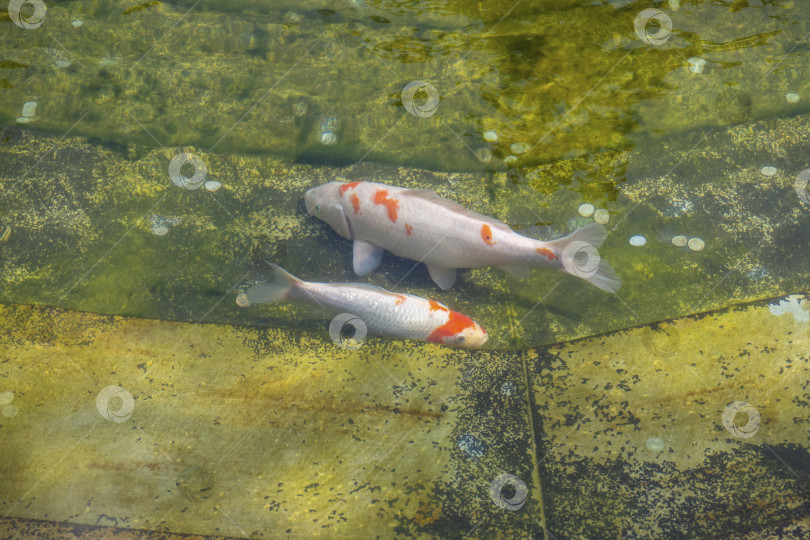 Скачать Разноцветные бело-оранжевые японские карпы плавают в пожелтевшем искусственном пруду в городском парке. Оранжевая японская рыбка Кои плавает в искусственном пруду с монетами фотосток Ozero