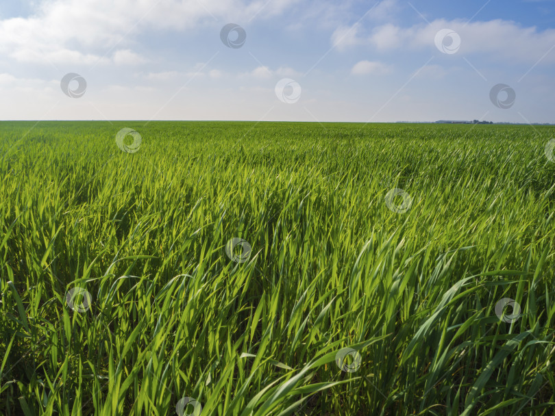 Скачать Зеленая трава в поле с голубым облачным небом.  Сельскохозяйственное поле, на котором растут молодые зеленые ростки озимой пшеницы, летний или весенний пейзаж с голубым небом в солнечную погоду фотосток Ozero