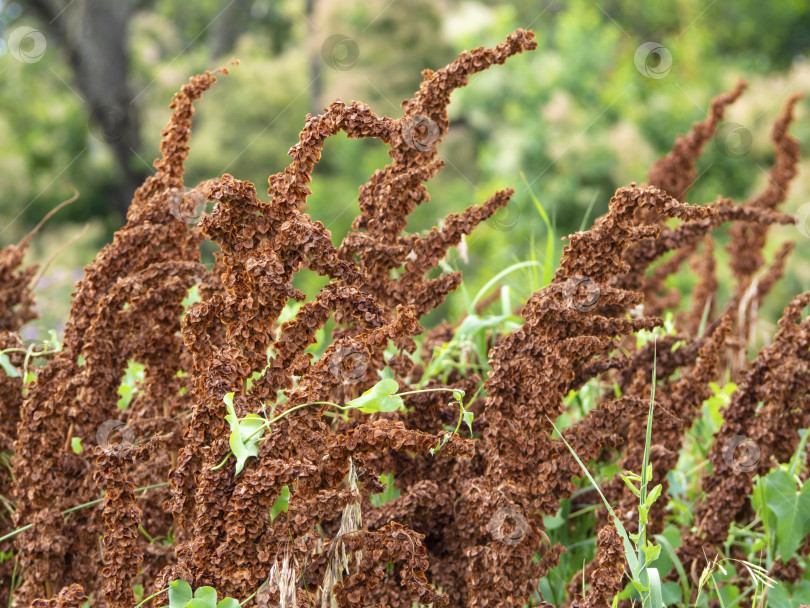 Скачать Коричневые семена конского щавеля (лат. Rumex confertus) на фоне зеленой травы на лугу при естественном освещении. Часть куста щавеля Rumex confertus, растущего в природе, с сухими семенами на стебле фотосток Ozero