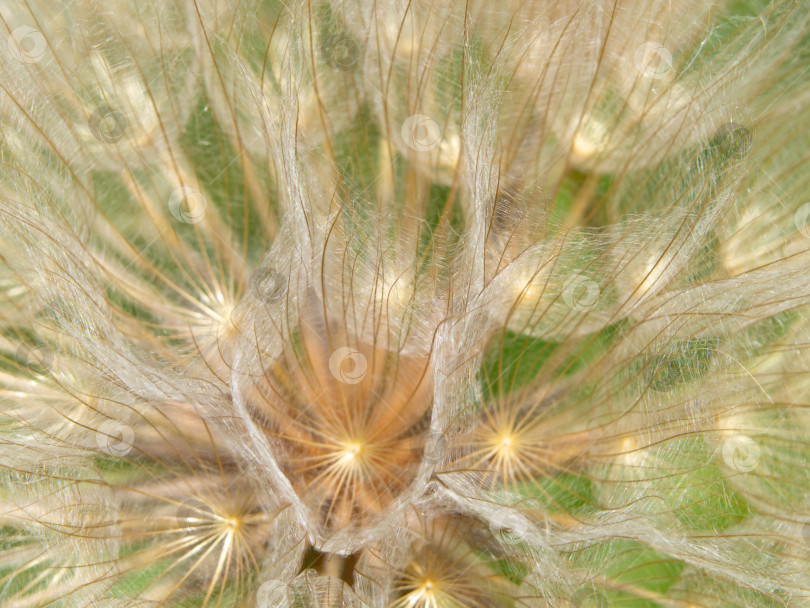Скачать Абстрактный макро-фон с натуральным цветком одуванчика, мягкий фокус. Абстрактная макрофотография семян одуванчика фотосток Ozero