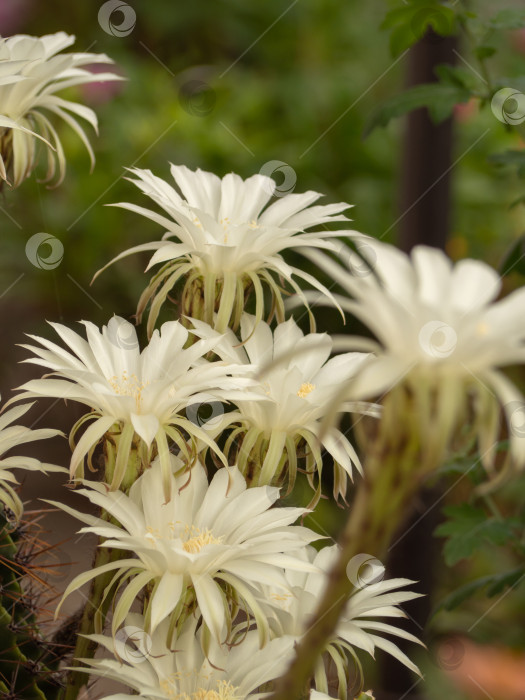 Скачать Кактус, цветущий крупными белыми цветами в летнем саду фотосток Ozero