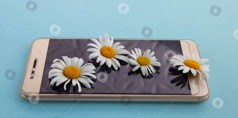 Скачать Золотой смартфон с цветами ромашки лежит на синем фоне. Летняя концепция. Природа и новые технологии фотосток Ozero