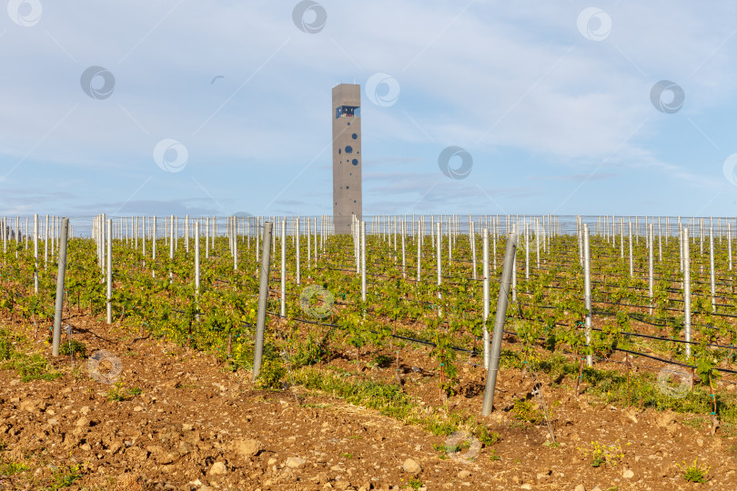 Скачать Ползнево, Россия - 18 мая 2021 года: Винный парк «WINEPARK» в отеле "MriyaResort&SPA" фотосток Ozero