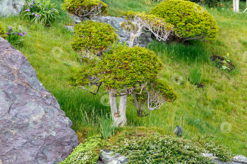 Скачать Оползнево, Россия - 18 мая 2021 года: Японский сад "Есть чувства" в отеле "Mriya Resort & SPA" фотосток Ozero