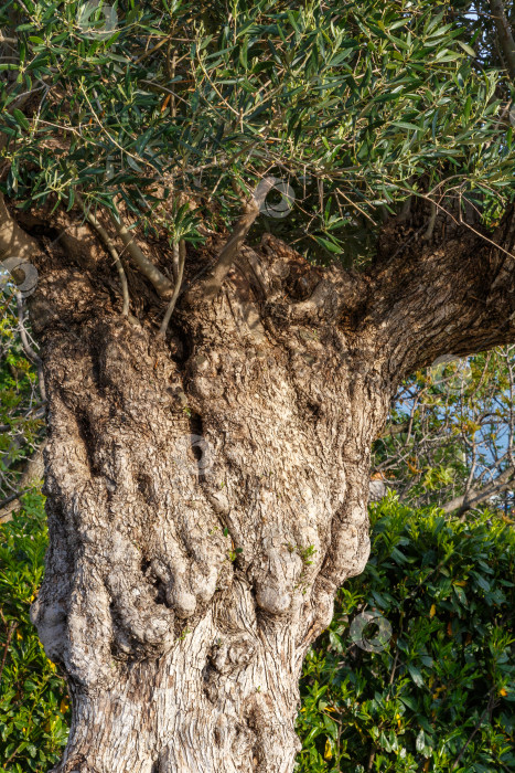 Скачать Старое оливковое дерево фотосток Ozero