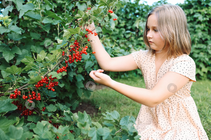 Скачать Девушка собирает спелую красную смородину в саду, занимается садоводством. Сельскохозяйственная концепция. фотосток Ozero