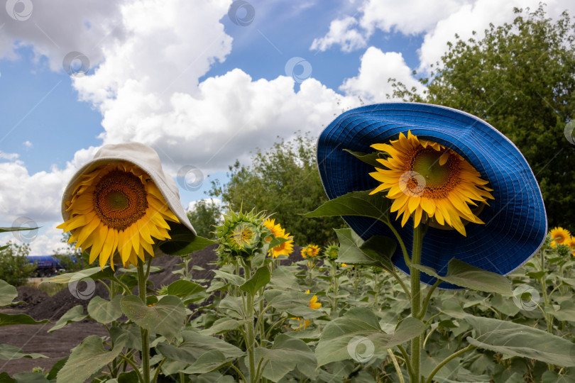 Скачать Два цветущих желтых подсолнуха в поле в женской шляпке и солнцезащитных очках.Место для вашего текста фотосток Ozero