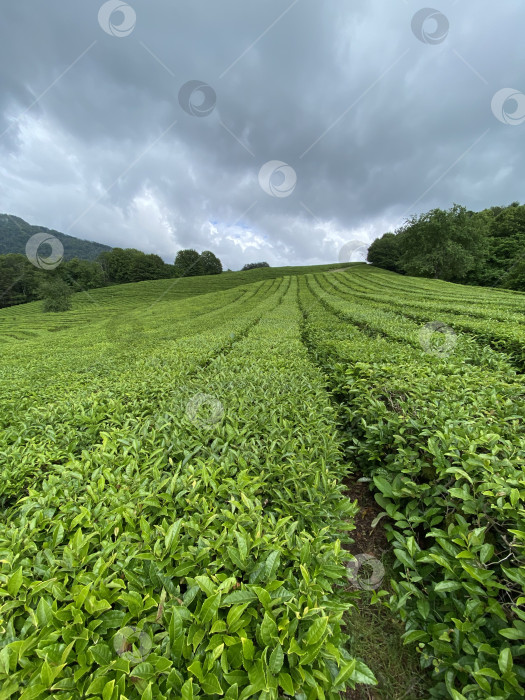 Скачать Чайная плантация в Краснодарском крае, Хоста фотосток Ozero