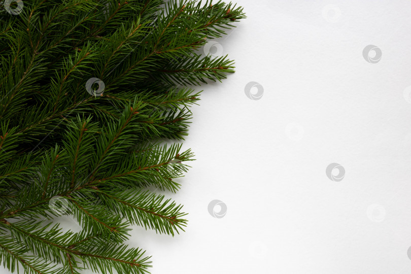 Скачать Зеленые еловые ветви лежат на белом фоне. Место для вашего текста. Новогодняя концепция Рождества фотосток Ozero