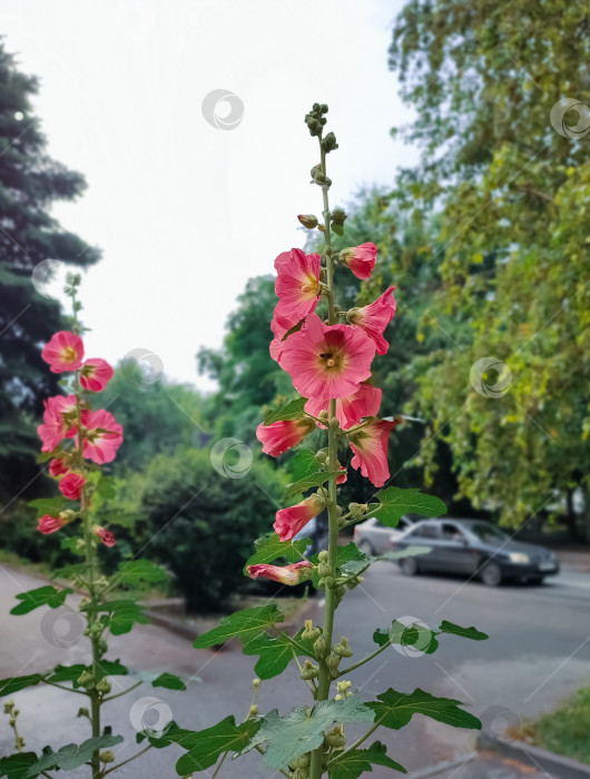 Скачать Розовая мальва фотосток Ozero