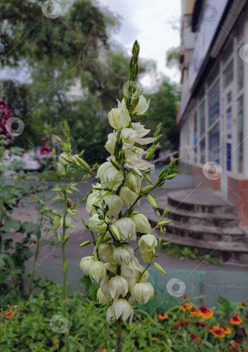 Скачать Юкка садовая фотосток Ozero