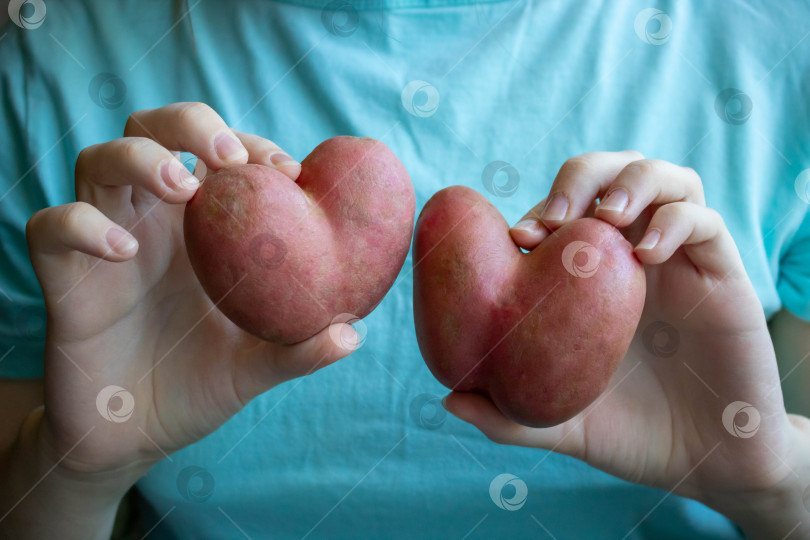 Скачать Женщина в синей футболке держит в руках картофелину в форме сердца. фотосток Ozero