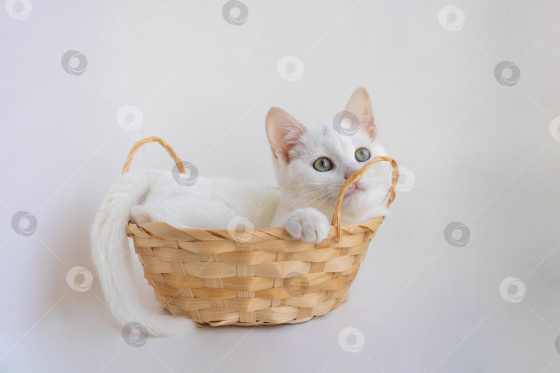 Скачать Белая кошка задумчиво смотрит вверх, лежа в корзине на белом фоне фотосток Ozero