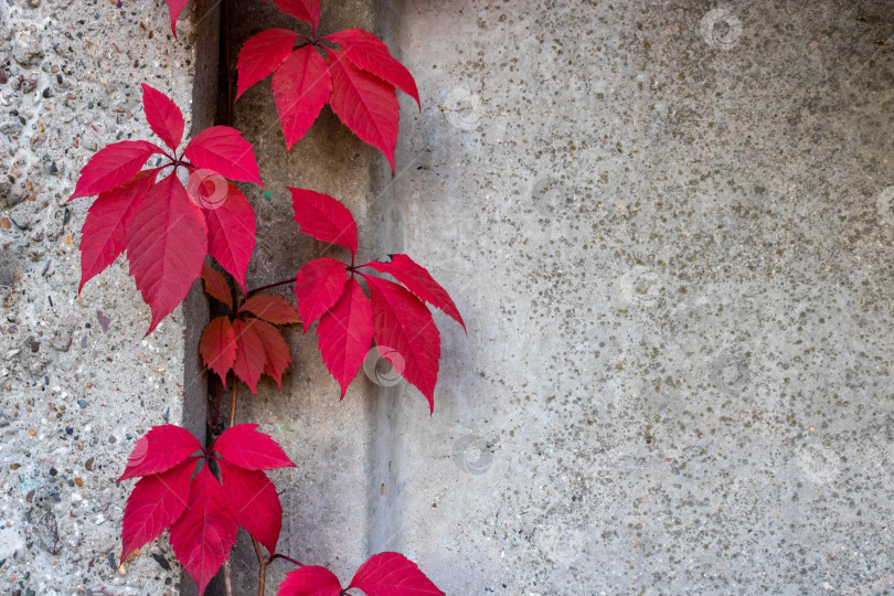 Скачать Каменная стена с красными листьями плюща с копией пространства для фона или текстуры. Вьющееся растение. Фон в стиле ретро. Красные листья растений на старых гранжевых стенах. фотосток Ozero