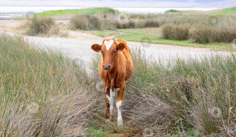 Скачать Коричневая корова с пятном в форме сердца на лбу прогуливается возле грязевого озера фотосток Ozero