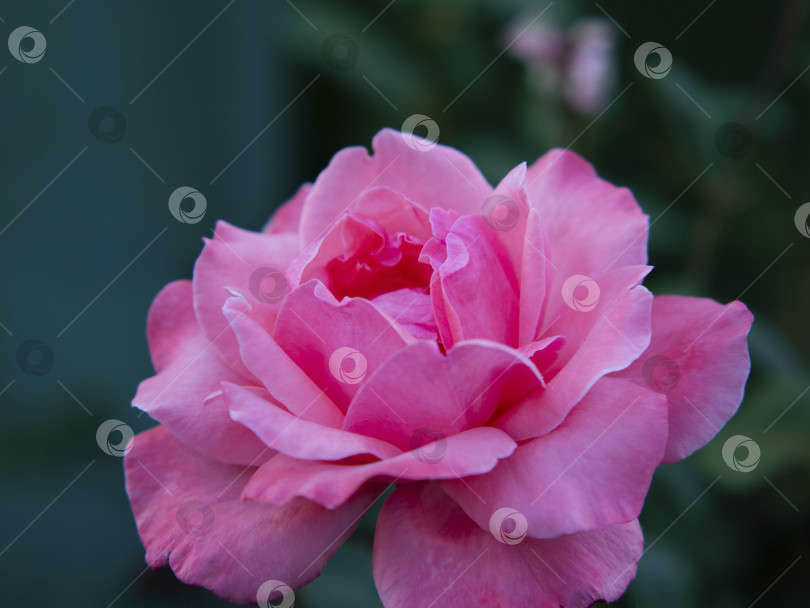 Скачать Крупный план нежно-розового цветка розы с развернутыми лепестками на темно-зеленом фоне. фотосток Ozero
