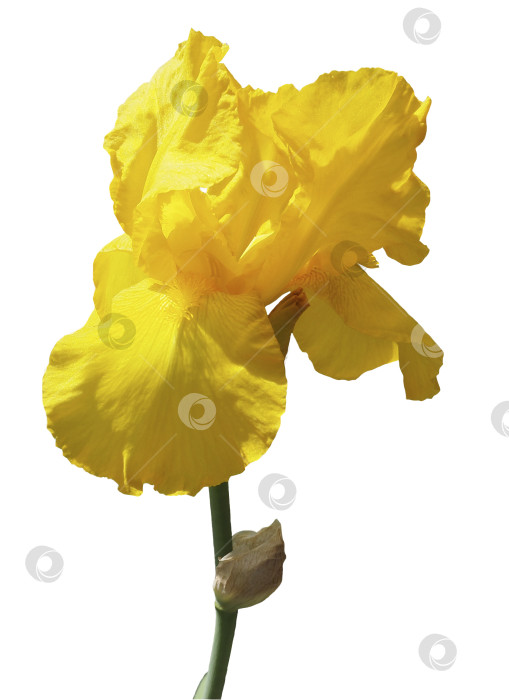 Скачать Распускающийся бутон желтого цветка ириса, выделенный на белом фоне. фотосток Ozero