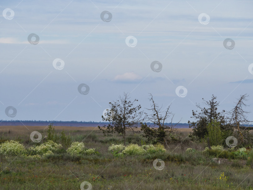 Скачать Высохшие деревья без листьев, оставшиеся после предыдущего наводнения. Природный фон, экологические проблемы. фотосток Ozero