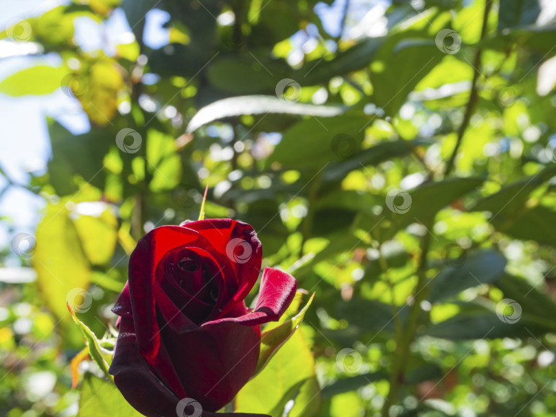 Скачать Нежный распускающийся бутон красной розы на солнце на фоне размытой зеленой листвы. фотосток Ozero
