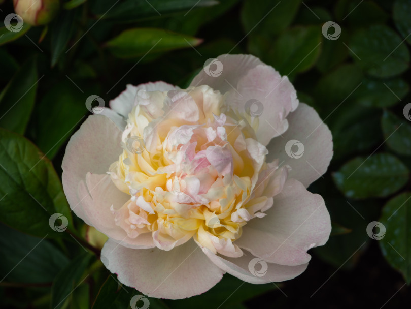 Скачать Крупный план бледно-розового цветка пиона с желтыми оттенками на фоне темно-зеленой листвы. фотосток Ozero