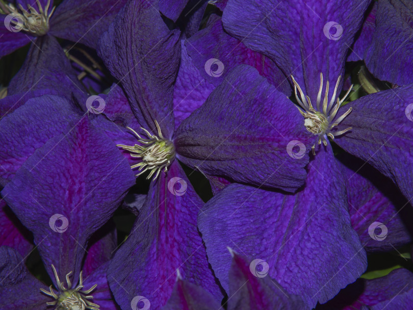 Скачать Фиолетовые цветы клематиса крупным планом. Текстурированный абстрактный естественный фон. Красивые цветы с элегантными лепестками фотосток Ozero