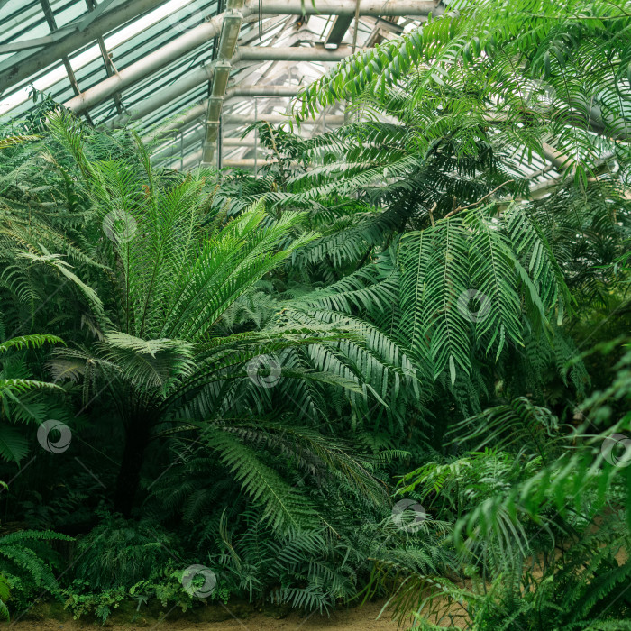 Скачать интерьер большой оранжереи с коллекцией тропических растений фотосток Ozero