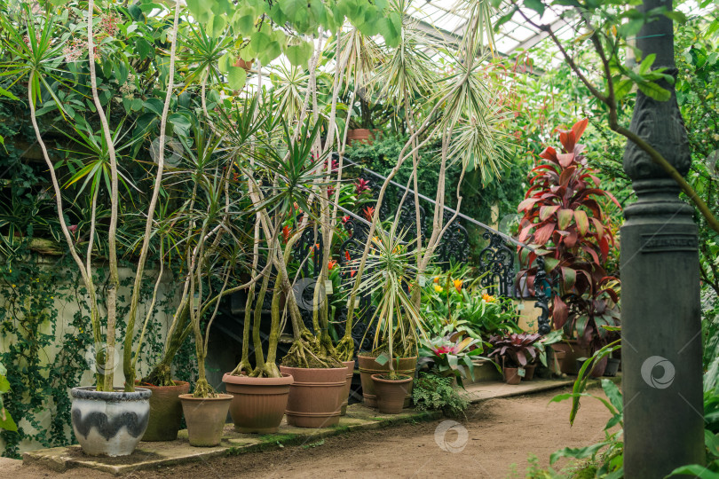 Скачать коллекция тропических растений в интерьере винтажной теплицы фотосток Ozero