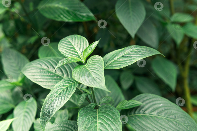Скачать цветочный фон с нежными зелеными листьями натуральных растений на переднем плане фотосток Ozero
