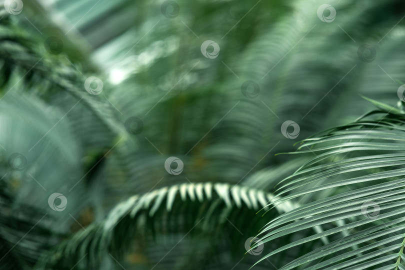 Скачать частично размытый естественный фон с листьями цикаса на переднем плане фотосток Ozero