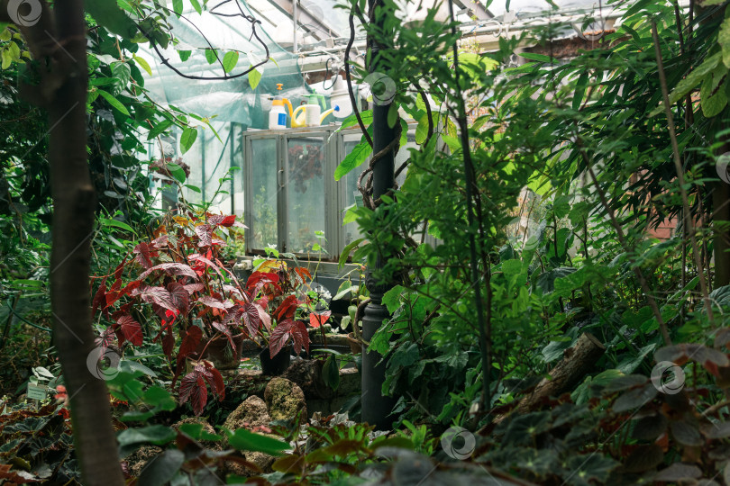 Скачать интерьер большой теплицы с коллекцией тропических растений и оборудованием фотосток Ozero