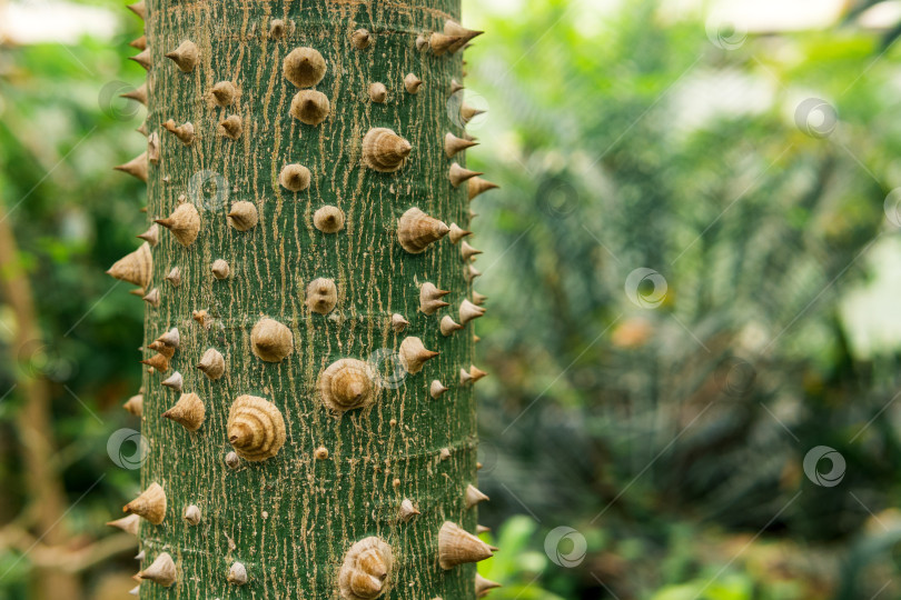 Скачать ствол дерева шелковой нити Ceiba speciosa, покрытый шипами, на естественном размытом фоне фотосток Ozero