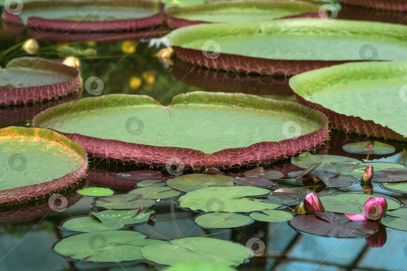 Скачать плавающие листья гигантской водяной лилии Victoria amazonica фотосток Ozero