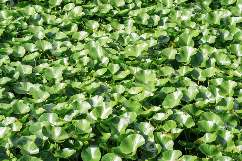 Скачать пейзаж: листья лотоса полностью покрывают поверхность воды фотосток Ozero