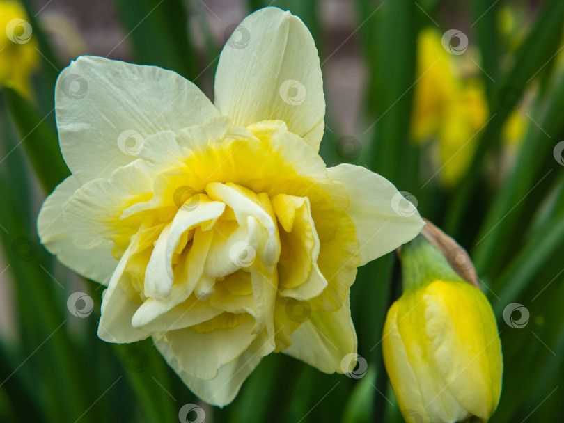 Скачать Нежный махровый бело-желтый цветок нарцисса крупным планом на клумбе. Весенние цветы первоцветы - это белый цветок нарцисса в зеленом саду в естественных условиях. Макросъемка красивого цветка фотосток Ozero