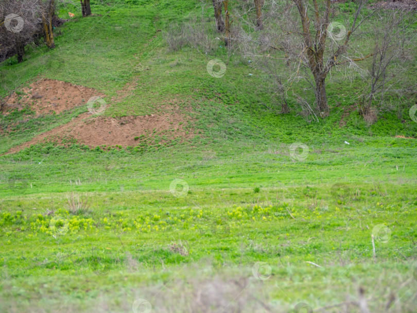 Скачать Глинистый холм, покрытый зеленью, представляет собой сельский пейзаж. Увядшие сухие деревья на холме, покрытом молодой зеленой травой ранней весной. Холмистый луг фотосток Ozero