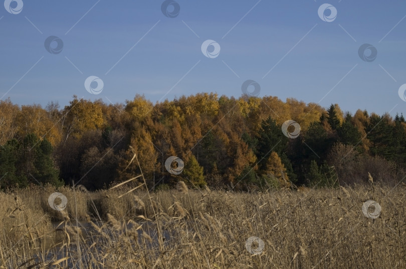 Скачать Осенний лес фотосток Ozero