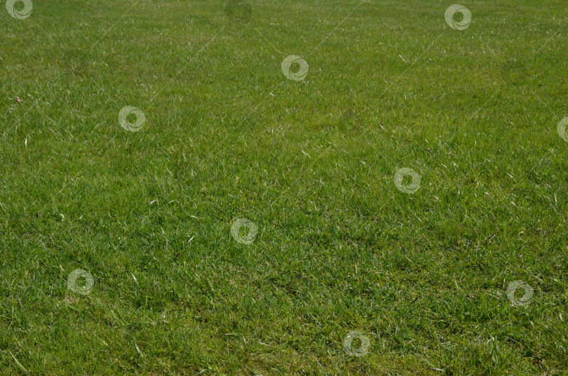 Скачать Зеленая трава: фоновое изображение фотосток Ozero
