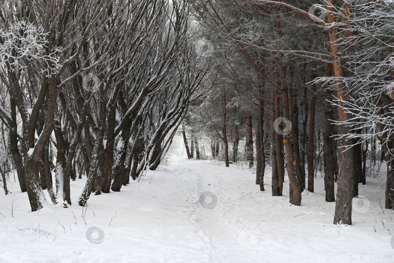 Скачать Заснеженная дорога в зимнем лесу. фотосток Ozero