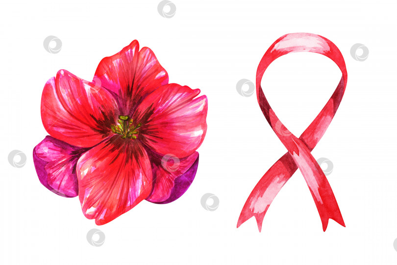 Скачать Акварельный красный тюльпан и лента, изображающие рак молочной железы. фотосток Ozero