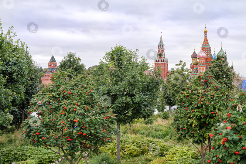 Скачать Вид на Кремль из парка Зарядье через  зеленые насаждения. фотосток Ozero