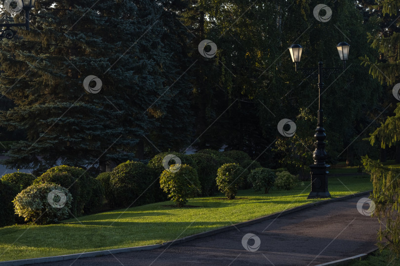 Скачать Утро в парке фотосток Ozero