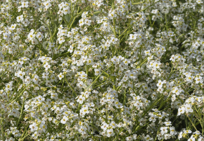 Скачать Цветочный естественный фон. Множество мелких белых цветков с желтой серединкой и сочными зелеными побегами. фотосток Ozero