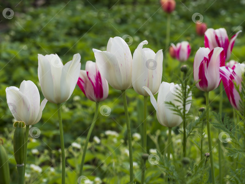 Скачать Разноцветные тюльпаны в весеннем саду, сосредоточьтесь в центре. Белые и розовые цветы на солнце на зеленом размытом фоне с эффектом боке фотосток Ozero