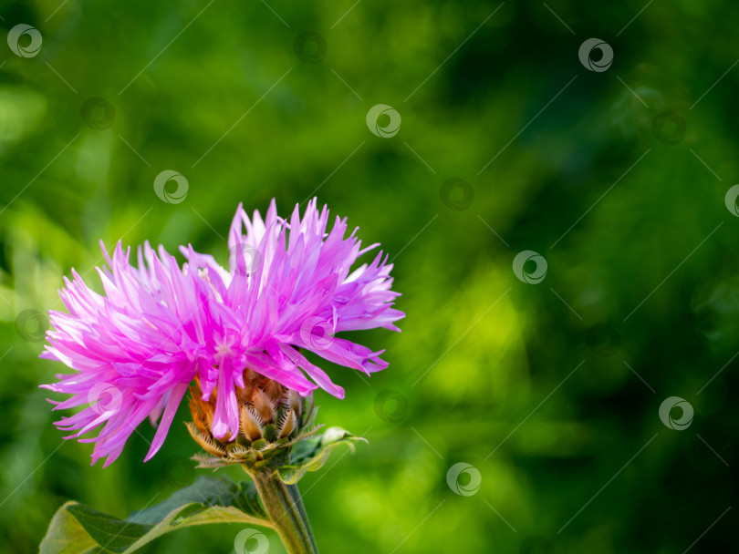 Скачать крупный план нежного розово-фиолетового цветка василька на абстрактном натуральном зеленом фоне фотосток Ozero