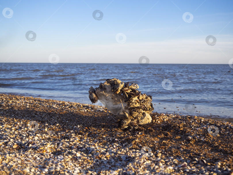 Скачать Мухи летают на раковины мертвого моря, прилипшие к пластиковой бутылке и выброшенные на берег. фотосток Ozero